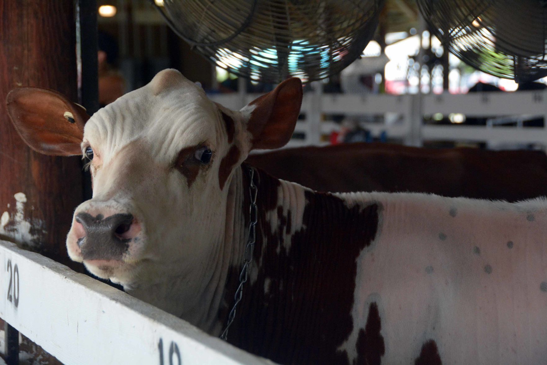 Saturday at the Columbia County Fair